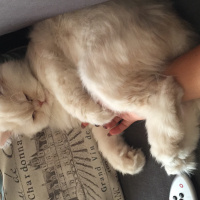 İran Kedisi (Persian), Kedi  Alf fotoğrafı