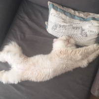 İran Kedisi (Persian), Kedi  Alf fotoğrafı
