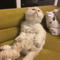 İran Kedisi (Persian), Kedi  Alf fotoğrafı