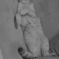 British Shorthair, Kedi  İLMARE&SPES fotoğrafı