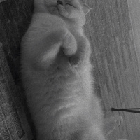 British Shorthair, Kedi  İLMARE&SPES fotoğrafı