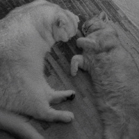 British Shorthair, Kedi  İLMARE&SPES fotoğrafı