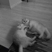 British Shorthair, Kedi  İLMARE&SPES fotoğrafı