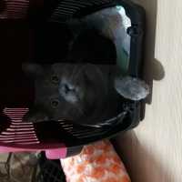 British Shorthair, Kedi  Cesur fotoğrafı