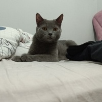 British Shorthair, Kedi  Duman fotoğrafı