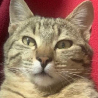 Tekir Kedi, Kedi  Boncuk fotoğrafı