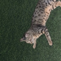 Tekir Kedi, Kedi  Boncuk fotoğrafı