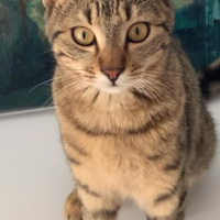 Tekir Kedi, Kedi  Boncuk fotoğrafı