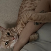 Tekir Kedi, Kedi  Latte fotoğrafı