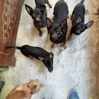 Minyatür Pinscher, Köpek  Prens fotoğrafı