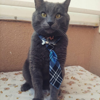 Mavi Rus, Kedi  Duman fotoğrafı