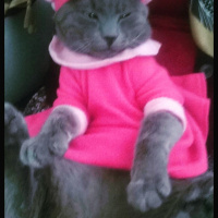 Mavi Rus, Kedi  Duman fotoğrafı