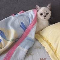 British Shorthair, Kedi  Mila fotoğrafı