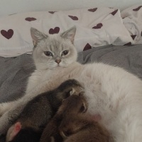 Scottish Fold, Kedi  İncir fotoğrafı