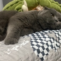 British Shorthair, Kedi  . fotoğrafı