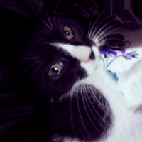 Tekir Kedi, Kedi  Gofret fotoğrafı