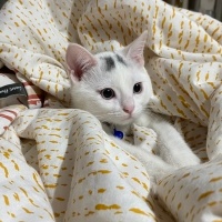 Tekir Kedi, Kedi  Sütlaç fotoğrafı
