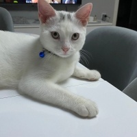 Tekir Kedi, Kedi  Sütlaç fotoğrafı