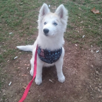 Sibirya Kurdu (Husky), Köpek  mia fotoğrafı