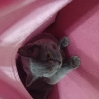 British Shorthair, Kedi  Venüs fotoğrafı