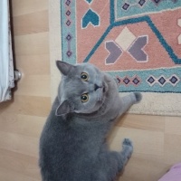 British Shorthair, Kedi  Venüs fotoğrafı