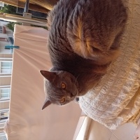British Shorthair, Kedi  Venüs fotoğrafı