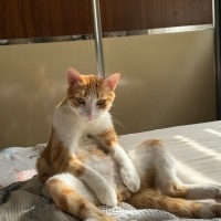 Sarman, Kedi  Tarçın fotoğrafı