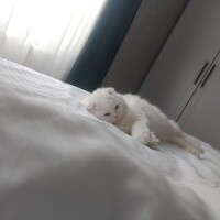 Scottish Fold, Kedi  Şila fotoğrafı
