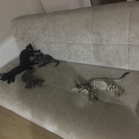 Scottish Fold, Kedi  Asia nın bebekleri fotoğrafı