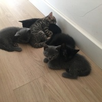 Scottish Fold, Kedi  Asia nın bebekleri fotoğrafı