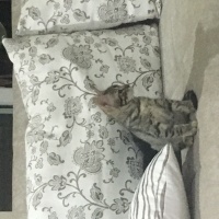 Scottish Fold, Kedi  Asia nın bebekleri fotoğrafı