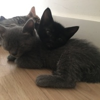 Scottish Fold, Kedi  Asia nın bebekleri fotoğrafı