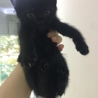 Scottish Fold, Kedi  Asia nın bebekleri fotoğrafı