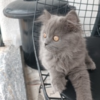 British Longhair, Kedi  Mia lina fotoğrafı