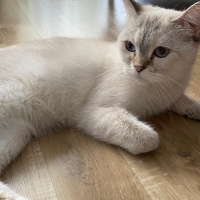 British Shorthair, Kedi  jüliet fotoğrafı