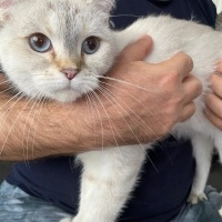 British Shorthair, Kedi  jüliet fotoğrafı