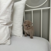 British Shorthair, Kedi  Henüz koymadık fotoğrafı