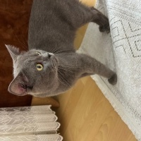 British Shorthair, Kedi  Tokyo fotoğrafı