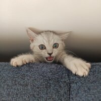 British Shorthair, Kedi  Miu fotoğrafı