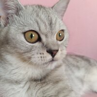 British Shorthair, Kedi  Miu fotoğrafı