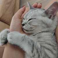 British Shorthair, Kedi  Miu fotoğrafı