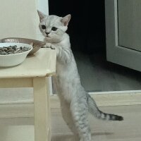 British Shorthair, Kedi  Miu fotoğrafı