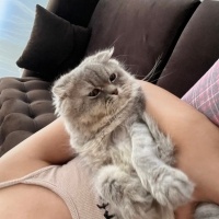 Scottish Fold, Kedi  Miya fotoğrafı