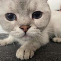 British Shorthair, Kedi  Vasya fotoğrafı