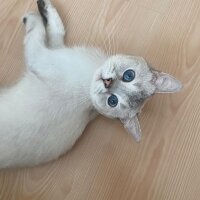 British Shorthair, Kedi  Vasya fotoğrafı