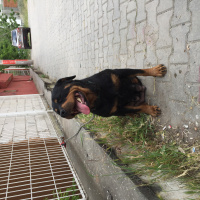 Rottweiler, Köpek  Eva fotoğrafı