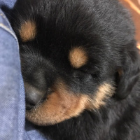 Rottweiler, Köpek  Eva fotoğrafı