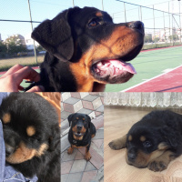 Rottweiler, Köpek  Eva fotoğrafı