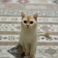 British Longhair, Kedi  Tarçın fotoğrafı