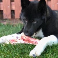 Akita İnu, Köpek  Hera fotoğrafı